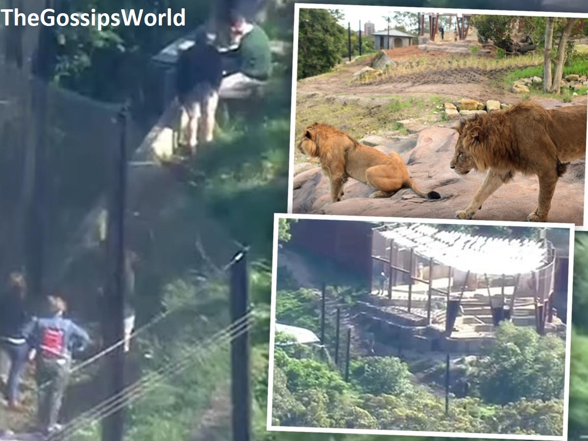 Five Lions Escape At Sydney Taronga Zoo