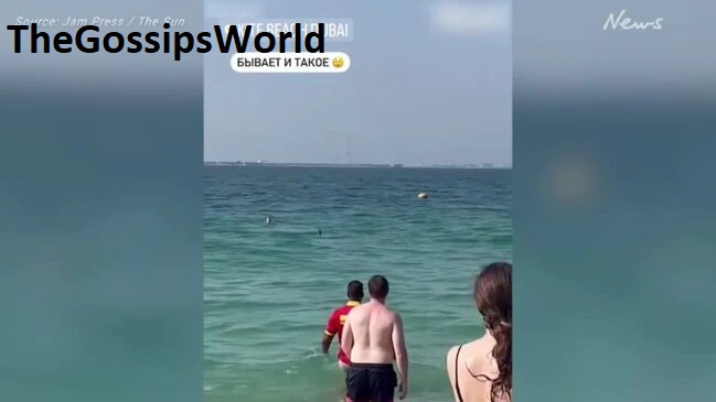 Giant Shark On Dubai Beach Pictures & Video