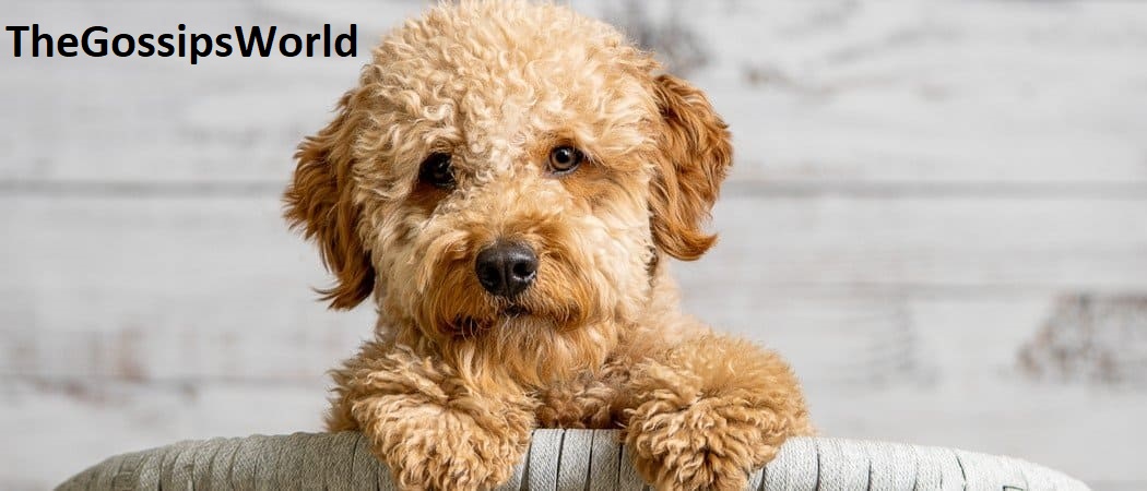 Points To Keep In Mind Before Buying A Golden Doodle?