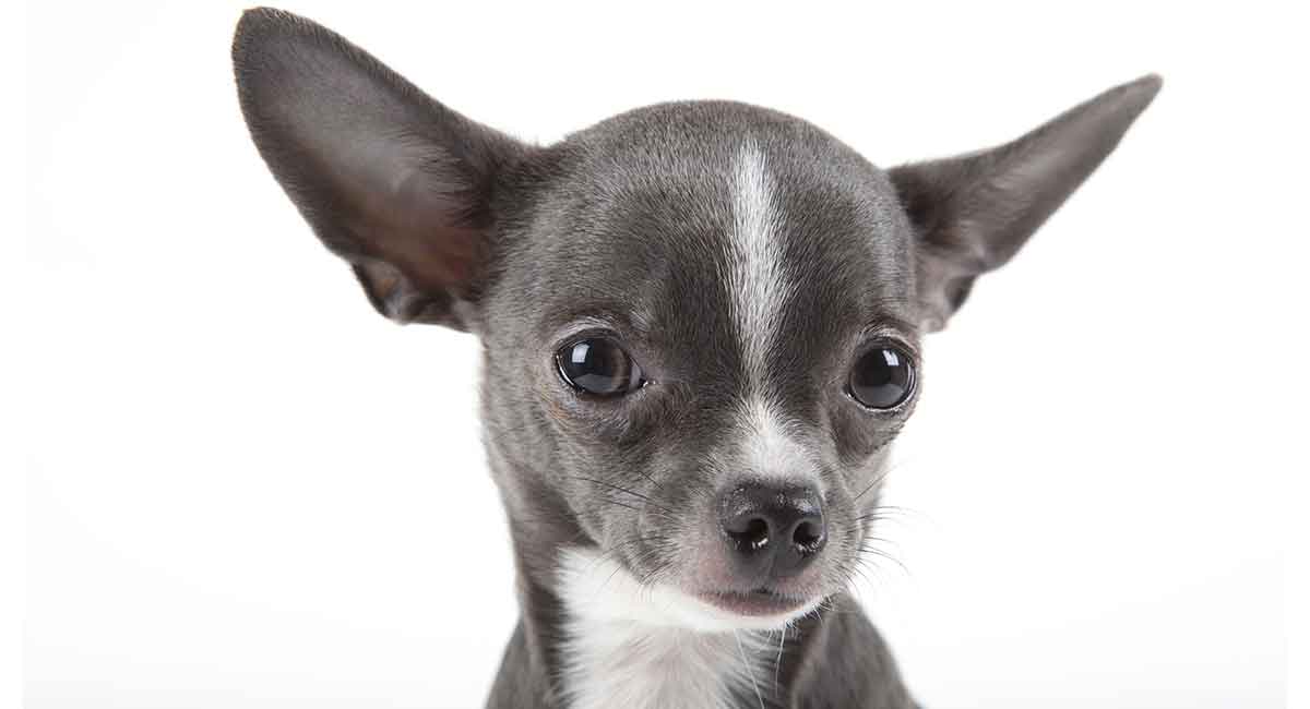 Chihuahuas Lifespan