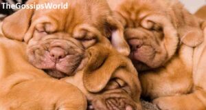 Do English Mastiff Puppies Sleep A Lot?
