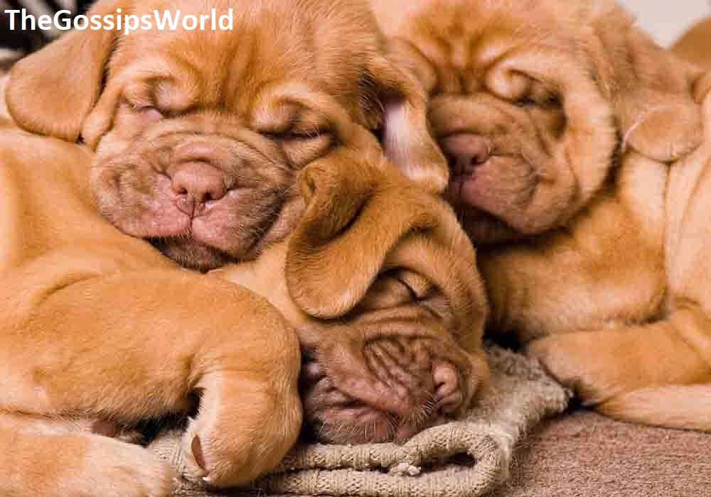 Do English Mastiff Puppies Sleep A Lot?