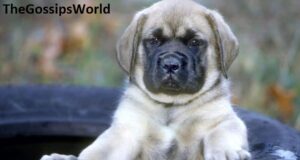 Where To Buy English Mastiff Puppies?