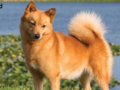 Are Finnish Spitz Dogs Good For First-Time Owners?