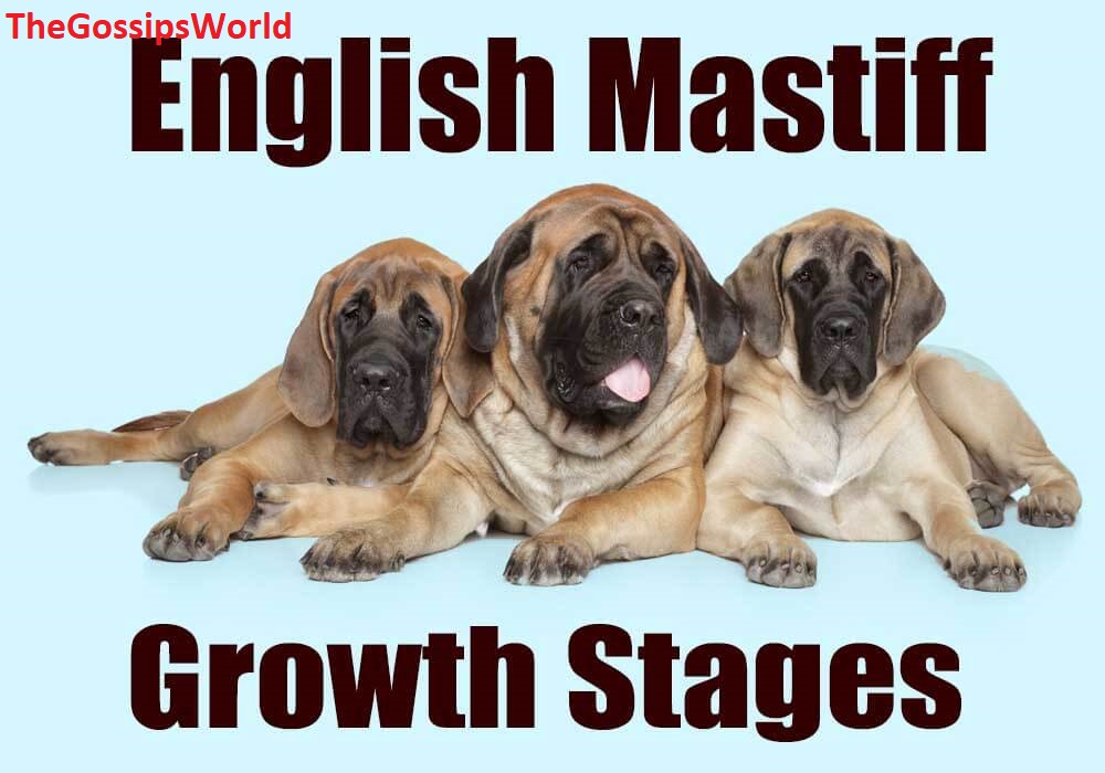 Mastiff Puppy Weight Guide