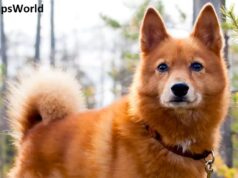 What's Good & Bad About, Finnish Spitz