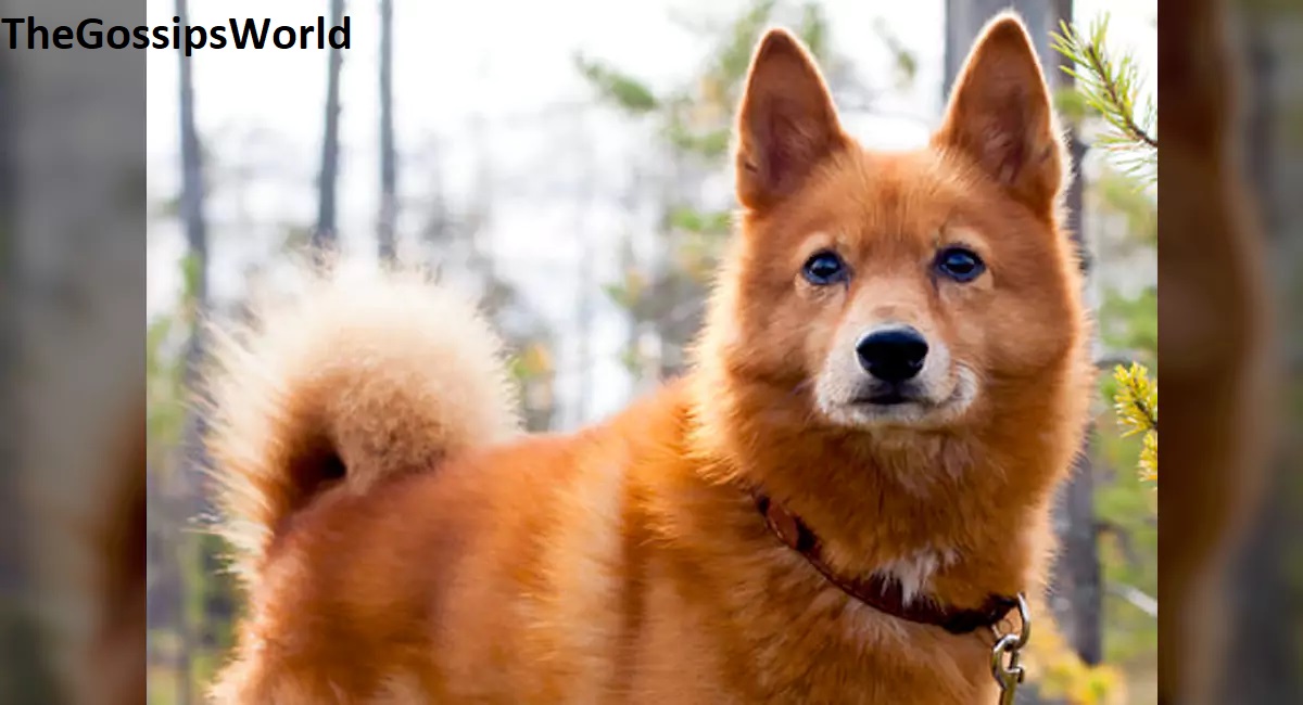 What's Good & Bad About, Finnish Spitz