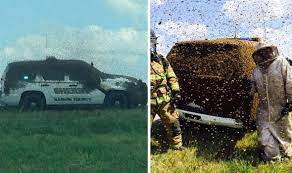 'Angry' Bees Swarm