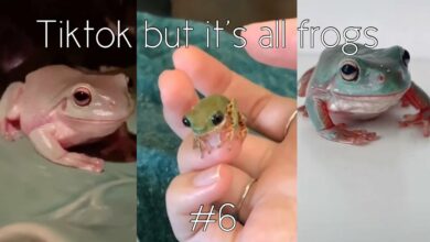 Frog Full Video TikTok